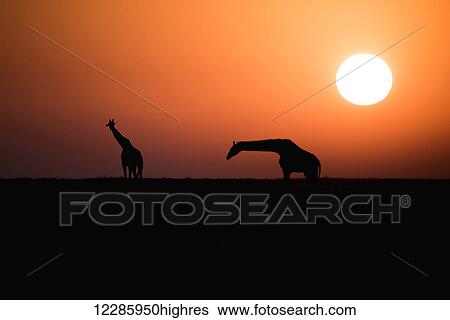 Stock Photograph - Two Maasai Giraffe (Giraffa camelopardalis) silhouetted against the rising sun, Ngorongoro Crater Conservation Area; Tanzania. Fotosearch