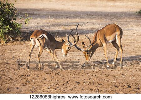 Stock Photograph - Two male Impalas (Aepyceros melampus) sparring, Samburu National Reserve; Kenya. Fotosearch