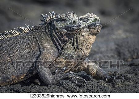 Two marine iguanas (Amblyrhynchus cristatus) sunbathing on volcanic rock; Galapagos Islands, Ecuador View Large Photo Image Stock Photograph - Two marine iguanas (Amblyrhynchus cristatus) sunbathing on volcanic rock; Galapagos Islands, Ecuador. Fotosearch