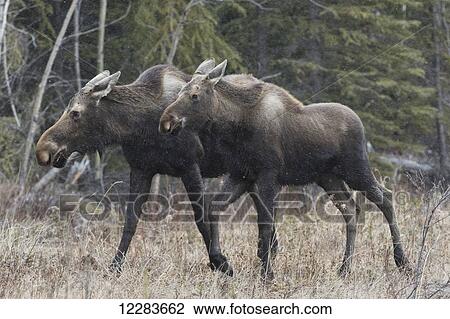 Stock Image - Two moose (alces alces) walking along the road in central Yukon; Yukon, Canada. Fotosearch