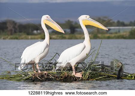 Two pelicans with yellow bills, white feathers and pink legs are perched on a little floating island made of reeds, both facing right, a lake and a larger island with bushes and trees in the background; Kenya View Large Photo Image Stock Photograph - Two pelicans with yellow bills, white feathers and pink legs are perched on a little floating island made of reeds, both facing right, a lake and a larger island with bushes and trees in the background; Kenya. Fotosearch