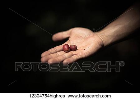 Stock Photograph - Two ripe coffee cherries are held out for inspection; Sumatra, Indonesia. Fotosearch