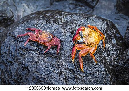 Two Sally Lightfoot crabs (Grapsus grapsus) on black rock; Galapagos Island, Ecuador View Large Photo Image Stock Photograph - Two Sally Lightfoot crabs (Grapsus grapsus) on black rock; Galapagos Island, Ecuador. Fotosearch