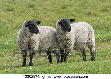 Stock Photograph - Two sheep standing on grass; John O'Groats, Scotland. Fotosearch