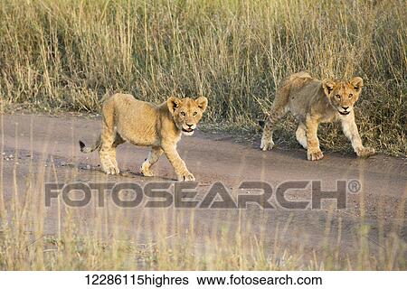 Stock Photograph - Two small Lion (Panthera leo) cubs walking down dirt road, Serengeti National Park; Tanzania. Fotosearch