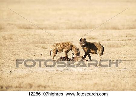 Stock Photograph - Two Spotted Hyenas (Crocuta crocuta) feeding on carcass of another Spotted Hyena, Ngorongoro Crater; Tanzania. Fotosearch