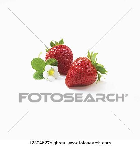 Two strawberries and a small strawberry blossom on white background; Toronto, Ontario, Canada View Large Photo Image Stock Photograph - Two strawberries and a small strawberry blossom on white background; Toronto, Ontario, Canada. Fotosearch