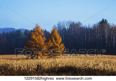 Two trees in autumn colours growing in the middle of a field with a forest and blue sky; Cowansville, Quebec, Canada View Large Photo Image Stock Photograph - Two trees in autumn colours growing in the middle of a field with a forest and blue sky; Cowansville, Quebec, Canada. Fotosearch
