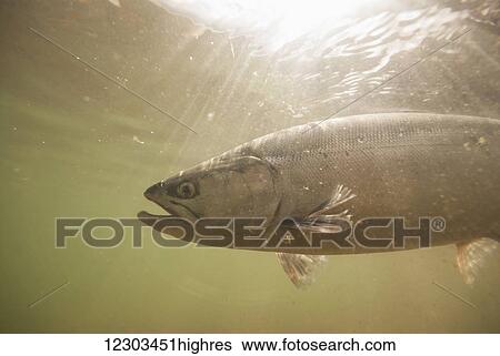 Underwater view of a Sockeye salmon, Alaska View Large Photo Image Stock Photograph - Underwater view of a Sockeye salmon, Alaska. Fotosearch