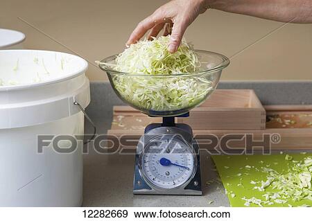 University of Alaska cooperative extension sauerkraut making process; Palmer, Alaska, United States of America View Large Photo Image Stock Photo - University of Alaska cooperative extension sauerkraut making process; Palmer, Alaska, United States of America. Fotosearch
