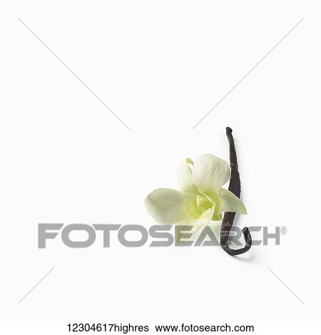 Stock Photograph - Vanilla bean and white flower on a white background; Toronto, Ontario, Canada. Fotosearch