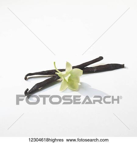 Vanilla beans and white flower on a white background; Toronto, Ontario, Canada View Large Photo Image Stock Photograph - Vanilla beans and white flower on a white background; Toronto, Ontario, Canada. Fotosearch