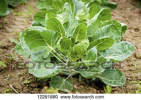 Stock Image - Vegetable plants growing; Denton, Maryland, United States of America. Fotosearch