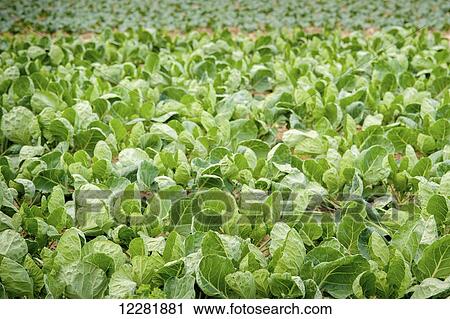 Vegetable plants growing; Denton, Maryland, United States of America View Large Photo Image Stock Image - Vegetable plants growing; Denton, Maryland, United States of America. Fotosearch
