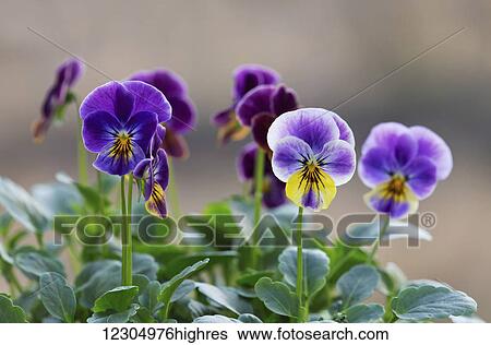 Stock Photograph - Vibrant purple and yellow pansies in full bloom on a summer day in Palmer Alaska.. Fotosearch
