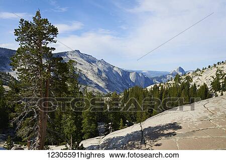 View from Olmsted Point towards Half dome, Yosemite National Park; California, United States of America View Large Photo Image Stock Photograph - View from Olmsted Point towards Half dome, Yosemite National Park; California, United States of America. Fotosearch