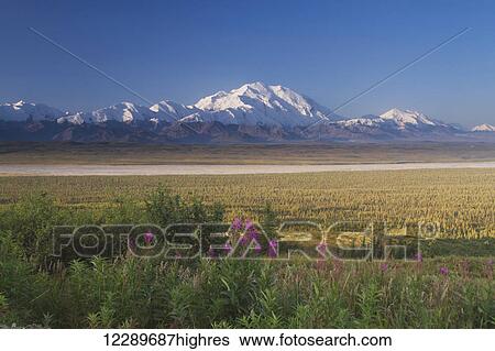 Stock Photograph - View of Denali in early morning sun with fireweed in the foreground, Denali National Park and Preserve, Interior Alaska, Summer.. Fotosearch