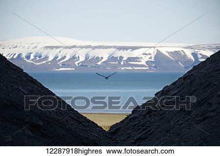 View through mountain slopes to the beach, Arctic ocean, snow covered mountains and blue sky; Spitsbergen, Svalbard, Norway View Large Photo Image Stock Photograph - View through mountain slopes to the beach, Arctic ocean, snow covered mountains and blue sky; Spitsbergen, Svalbard, Norway. Fotosearch