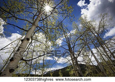 View up through aspen trees with the sun streaming through the upper branches, blue skies and white clouds in the background and mountains in the distance; Colorado, United States of America View Large Photo Image Stock Photograph - View up through aspen trees with the sun streaming through the upper branches, blue skies and white clouds in the background and mountains in the distance; Colorado, United States of America. Fotosearch