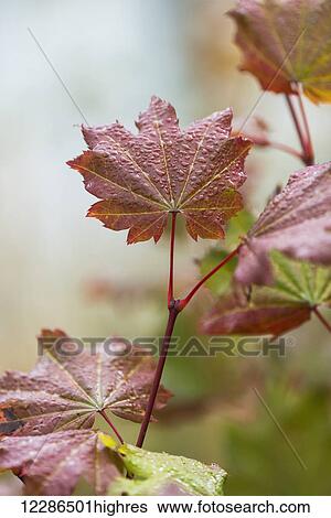 Vine Maple (Acer circinatum) grows in Lewis and Clark National Historic Park; Astoria, Oregon, United States of America View Large Photo Image Stock Photograph - Vine Maple (Acer circinatum) grows in Lewis and Clark National Historic Park; Astoria, Oregon, United States of America. Fotosearch