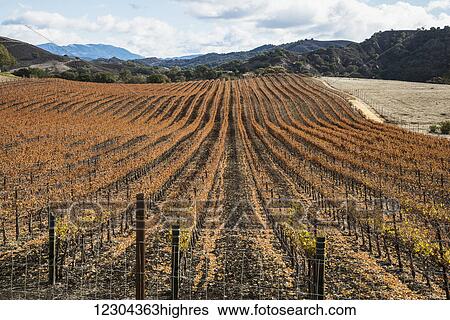 Vineyard in autumn; Santa Ynez, California, United States of America View Large Photo Image Stock Photograph - Vineyard in autumn; Santa Ynez, California, United States of America. Fotosearch