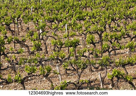 Vineyard; Provence, France View Large Photo Image Stock Photograph - Vineyard; Provence, France. Fotosearch
