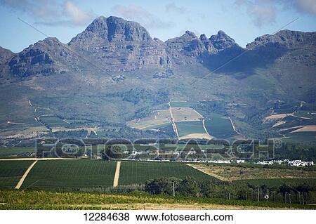 Vineyard with mountains; Stellenbosch, Gautang, South Africa View Large Photo Image Stock Photo - Vineyard with mountains; Stellenbosch, Gautang, South Africa. Fotosearch