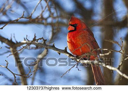 Stock Photograph - Vivid red Cardinal (Cardinalis cardinalis) sitting on a tree branch with a beautiful blue sky in the background; Kentucky, United States of America. Fotosearch