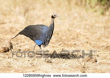 Stock Photograph - Vulturine Guineafowl (Acryllium vulturinum), Samburu National Reserve; Kenya. Fotosearch