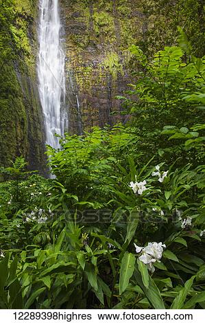 Stock Photograph - Waimoku Falls with flowers in Haleakala National Park; Kipahulu, Maui, Hawaii, United States of America. Fotosearch