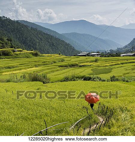 Stock Photograph - Walking with a red umbrella in lush green fields; Thimphu, Bhutan. Fotosearch