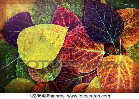Wall art of close up of fallen aspen tree leaves in Sierra Nevada region; Bishop, California, United States of America View Large Photo Image Stock Photograph - Wall art of close up of fallen aspen tree leaves in Sierra Nevada region; Bishop, California, United States of America. Fotosearch
