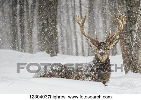 Stock Photograph - Wapiti enjoying the snow storm; Montebello, Quebec, Canada. Fotosearch