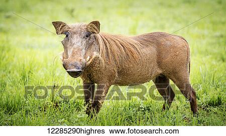 Stock Photograph - Warthog (Phacochoerus), Murchison Falls National Park; Uganda. Fotosearch