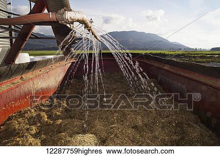 Water is added to the grain to feed to the cows at the dairy; Dewdney, British Columbia, Canada View Large Photo Image Stock Photograph - Water is added to the grain to feed to the cows at the dairy; Dewdney, British Columbia, Canada. Fotosearch