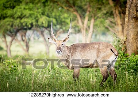 Stock Photograph - Waterbuck (Kobus ellipsiprymnus), Murchison Falls National Park; Uganda. Fotosearch
