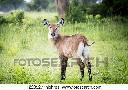 Stock Photograph - Waterbuck (Kobus ellipsiprymnus), Murchison Falls National Park; Uganda. Fotosearch