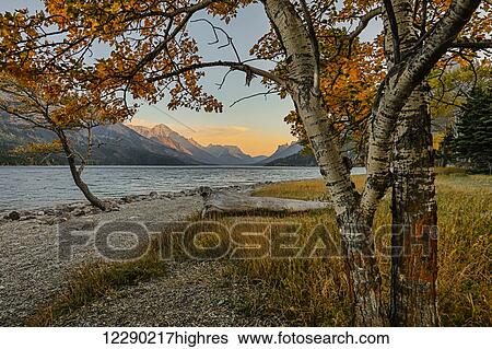 Stock Photograph - Waterton lake in autumn colours at sunset against the mountains, Waterton Lakes National Park; Alberta, Canada. Fotosearch