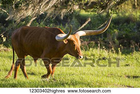 Stock Photograph - Watusi walking in a field; Gaitor, Florida, United States of America. Fotosearch