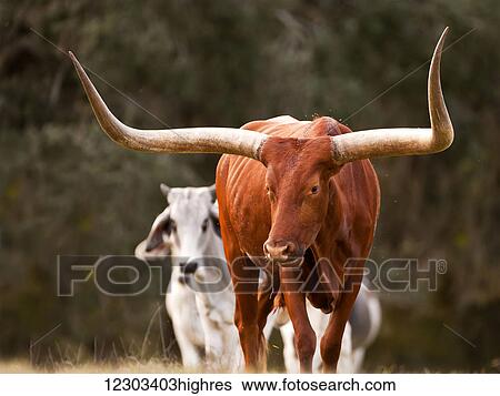 Stock Photograph - Watusi with Brahma; Gaitor, Florida, United States of America. Fotosearch