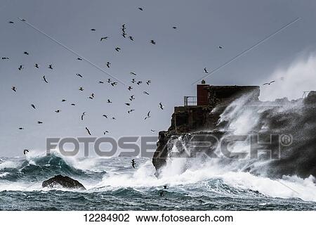 Waves crashing against the rugged rock coastline as birds fly overhead against a blue sky; La Isla, Tarifa, Costa de la Luz, Cadiz, Andalusia, Spain View Large Photo Image Stock Image - Waves crashing against the rugged rock coastline as birds fly overhead against a blue sky; La Isla, Tarifa, Costa de la Luz, Cadiz, Andalusia, Spain. Fotosearch
