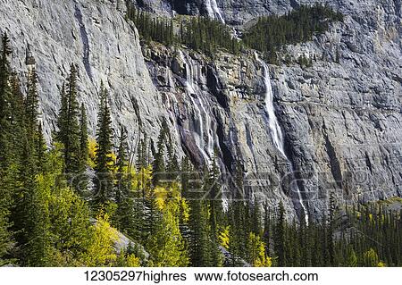 Weeping wall, Jasper National Park; Alberta, Canada View Large Photo Image Stock Photograph - Weeping wall, Jasper National Park; Alberta, Canada. Fotosearch