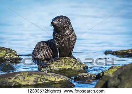 Wet Antarctic fur seal (Arctocephalus gazella) pup sitting on rock at the water's edge; Antarctica View Large Photo Image Stock Photograph - Wet Antarctic fur seal (Arctocephalus gazella) pup sitting on rock at the water's edge; Antarctica. Fotosearch