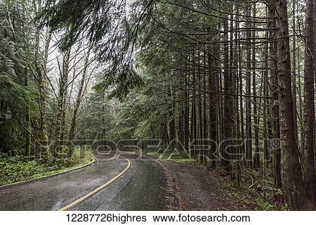 Wet road through a forest; British Columbia, Canada View Large Photo Image Stock Photograph - Wet road through a forest; British Columbia, Canada. Fotosearch