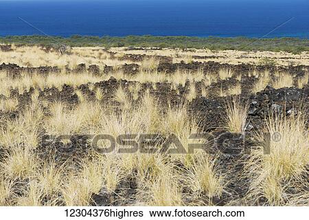 Stock Photograph - Wheat-coloured grasses grow on the lava facing the ocean; Waikaloa, Island of Hawaii, Hawaii, United States of America. Fotosearch