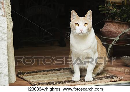 White and yellow cat in a doorway seated on a mat; Argentina View Large Photo Image Stock Photograph - White and yellow cat in a doorway seated on a mat; Argentina. Fotosearch