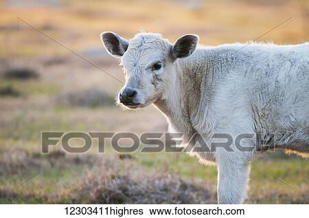 Stock Photograph - White calf standing alone in a field; Gaitor, Florida, United States of America. Fotosearch