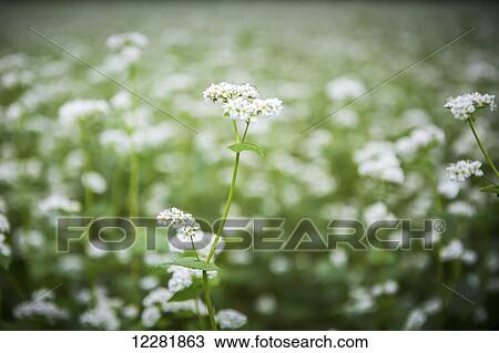 Stock Image - White flowers growing at a flower farm; Fallston, Maryland, United States of America. Fotosearch