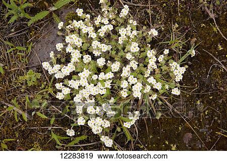 White Forget-me-not wildflowers growing on St. Paul Island, Southwestern Alaska, USA, Summer View Large Photo Image Stock Photo - White Forget-me-not wildflowers growing on St. Paul Island, Southwestern Alaska, USA, Summer . Fotosearch
