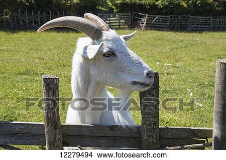 White goat standing at a wooden fence; Jarrow, England View Large Photo Image Picture - White goat standing at a wooden fence; Jarrow, England. Fotosearch